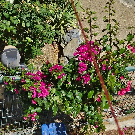 Spring's House Otel *